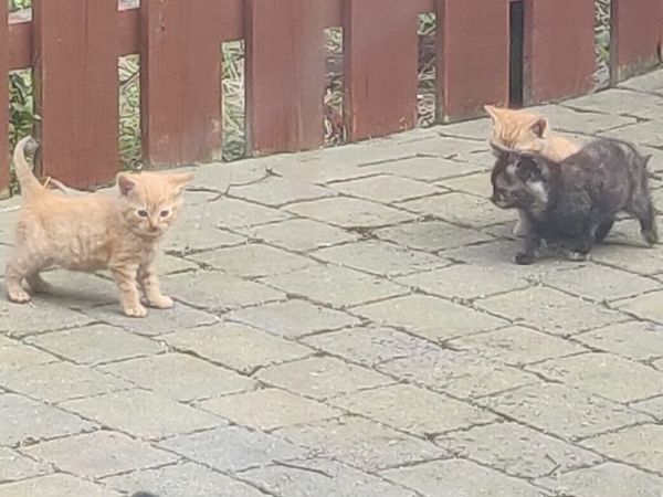 3 Beautiful Kittens