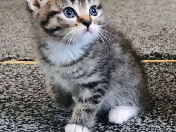 Unique kitty's 8 weeks old