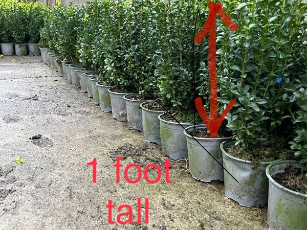 Box hedging (1ltr pots) 1ft plants €2.50
