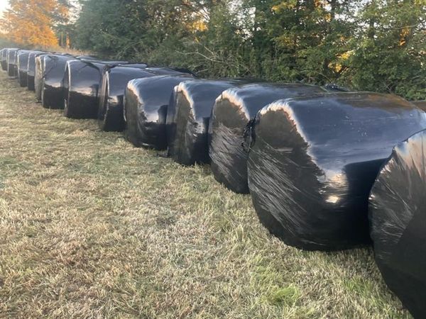60 bales of silage