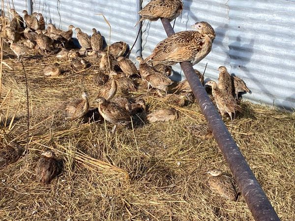 8 week old pheasant poults for sale.