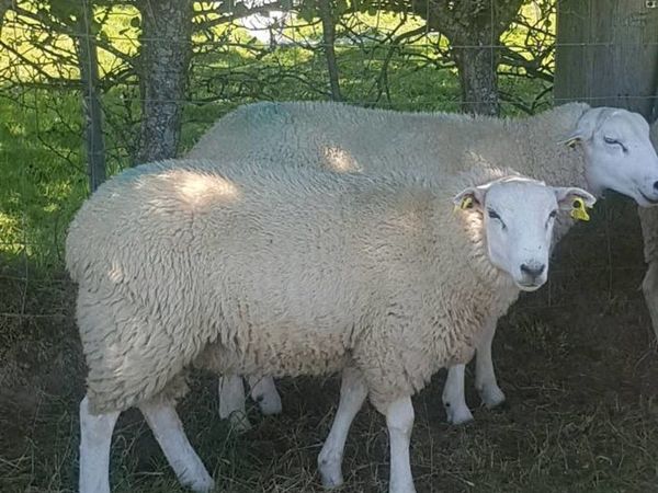 Lleyn Ram lambs
