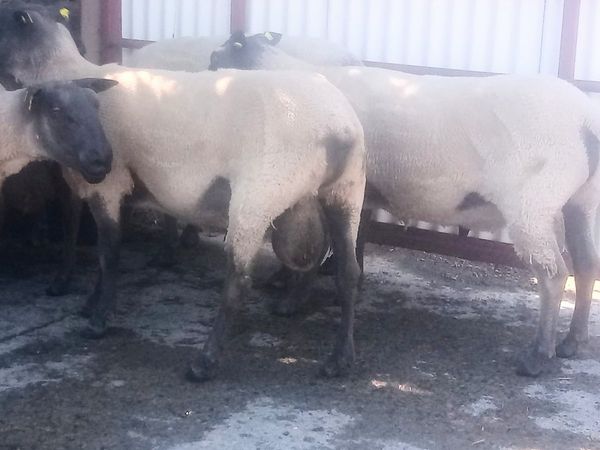 For Sale Bleu du Maine Rams and Ewes