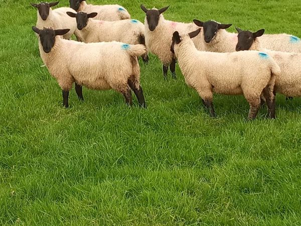 Suffolk/mule ewe lambs