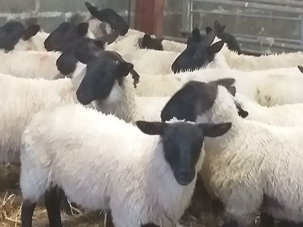 Quality Ewe Lambs