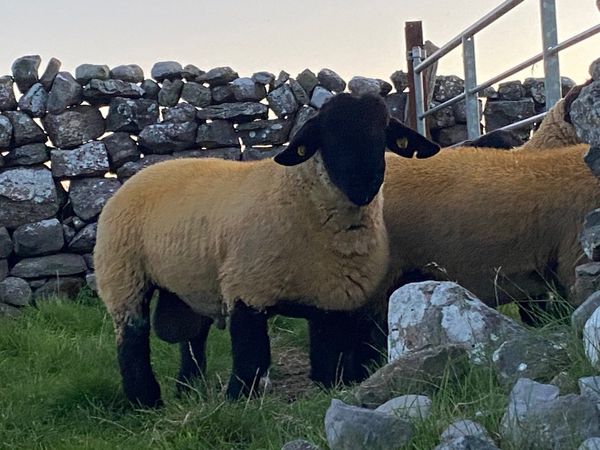 PBR Suffolk Ram Lambs