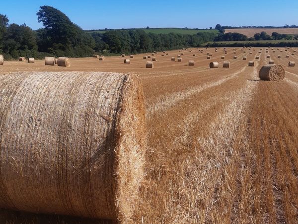 Straw and hay
