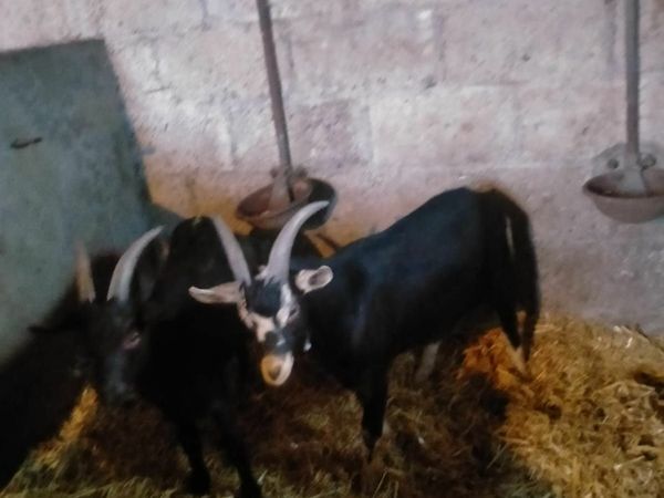 Selection of Buck goats