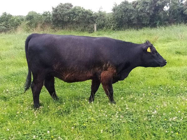PBR Aberdeen Angus maiden Heifer
