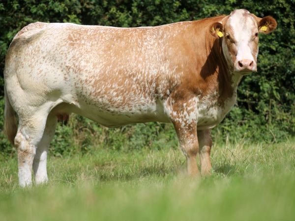 40 Exceptional in-calf heifers