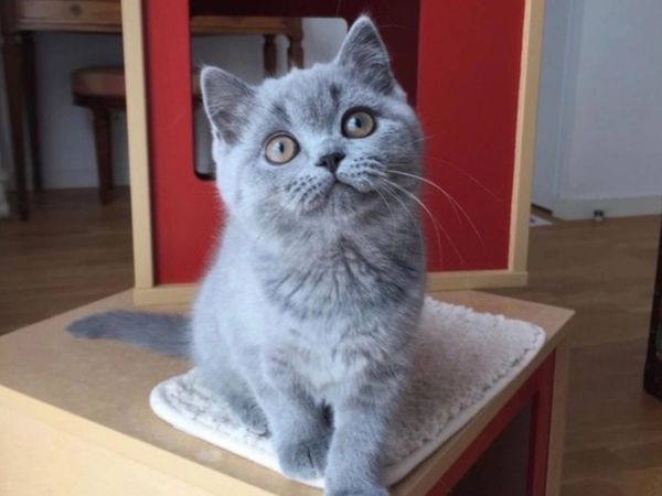 Pure bred British Shorthair kittens