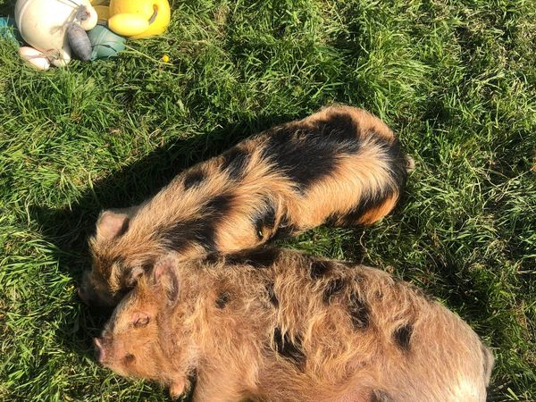 2 castrated male kune kunes