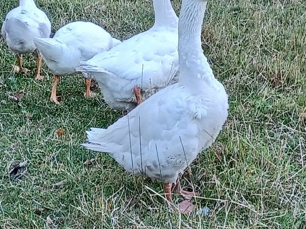 Geese for Sale