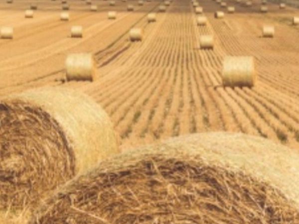 Premium spring barley and Wheaton straw