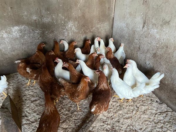 Large selection of female hens pullets for sale