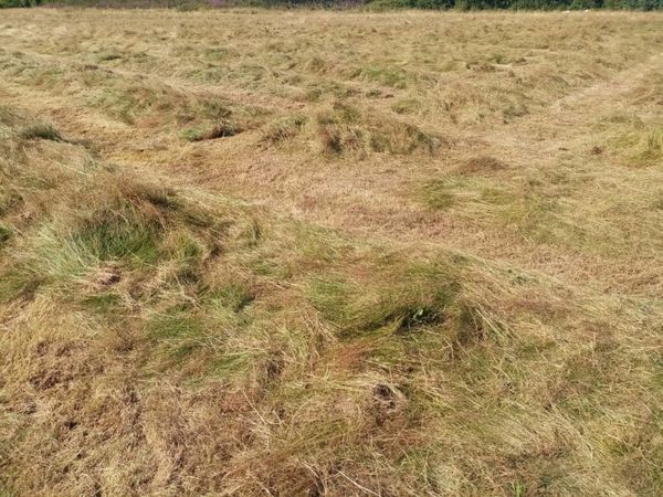 Quality Hay and Silage for sale