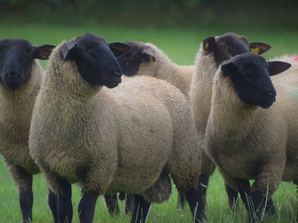 NZ Suffolk Ram Lambs