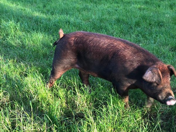 Sows, Boars and pigs…….087,