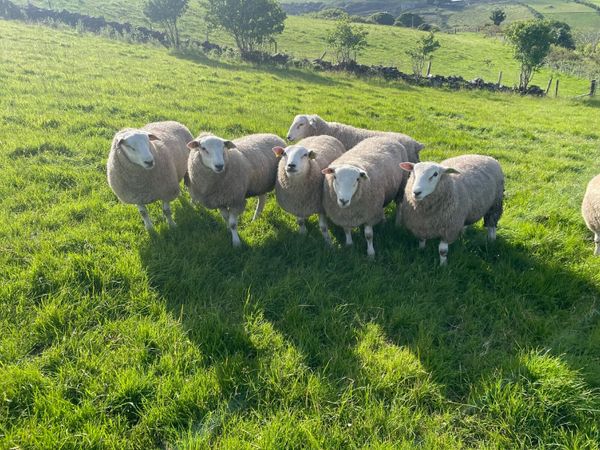 Belclare ram lambs and hoggets