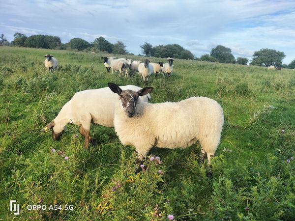 Suffolk Texel Cross Ewe Lambs