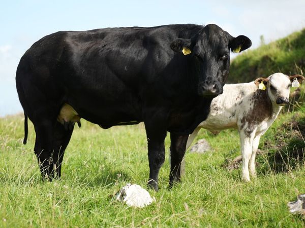 3 Serious Heifers & Calves