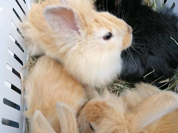 rabbits | 263 Animals Ads For Sale in Ireland | DoneDeal