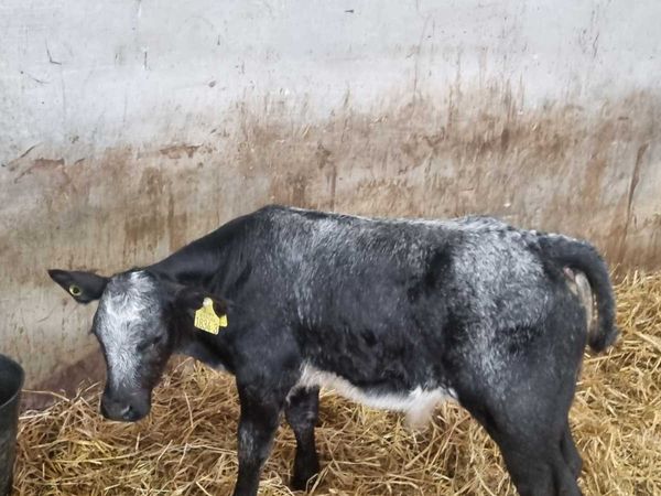 1 beef breed BB bull calf for sale