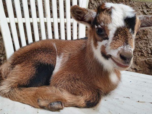 Pygmy kid male goat. Baby goat.