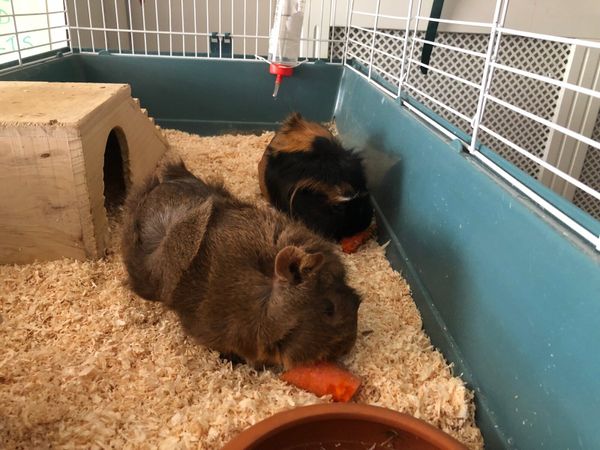 Guinea Pigs and Cage