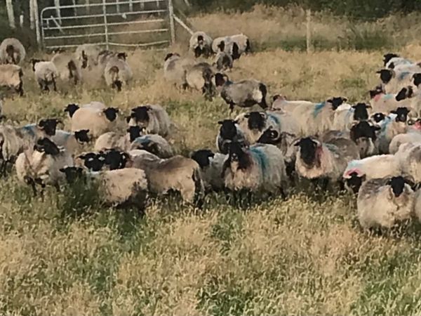 Mayo Hill Ewes For Sale