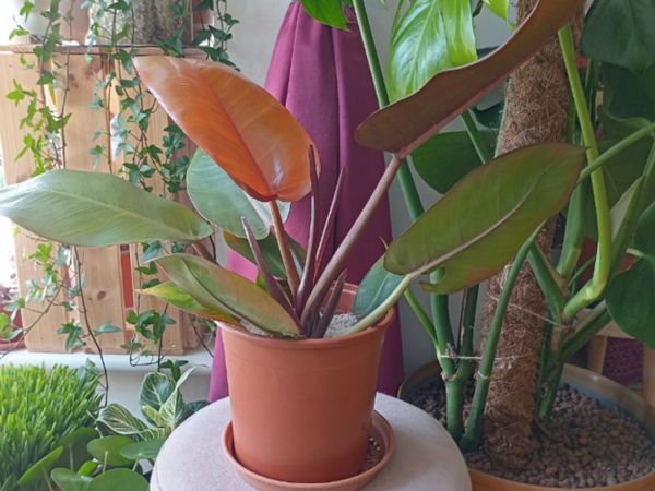 Philodendron Prince of Orange (Large)