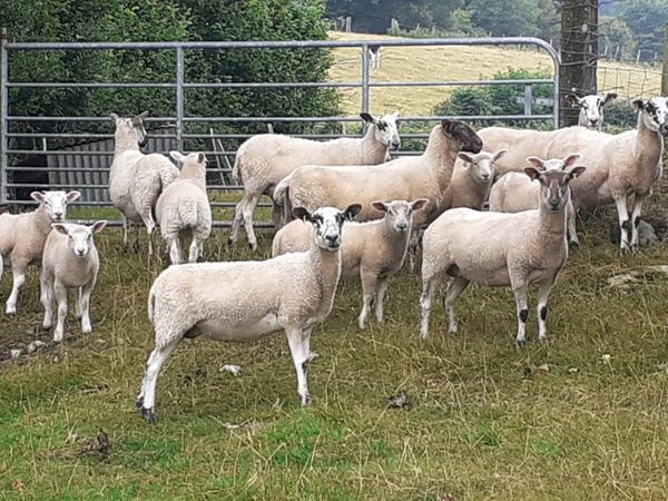 Hoggets with lambs