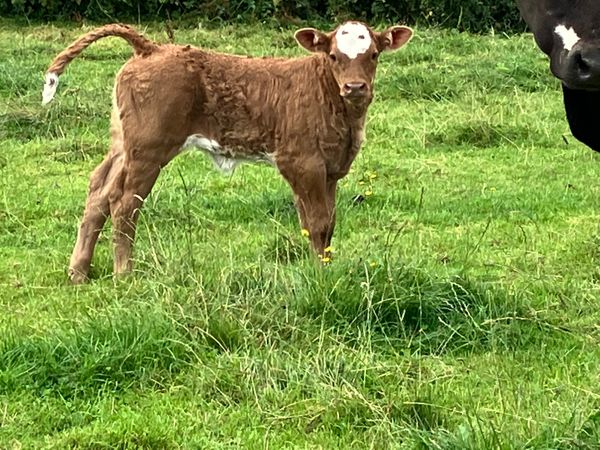 Simental second calved cow