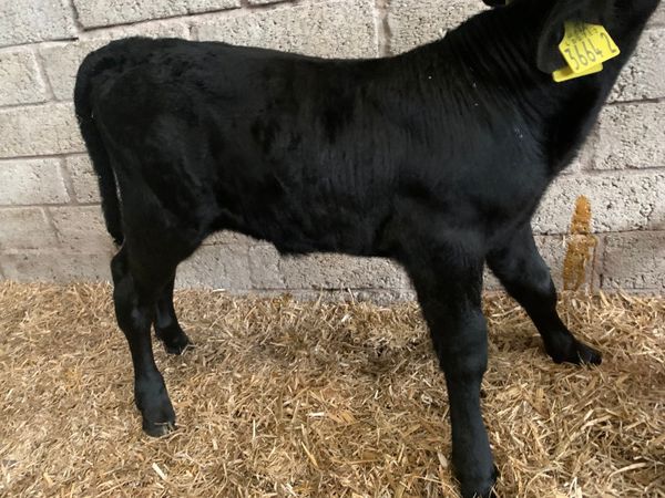 Aberdeen Angus calves