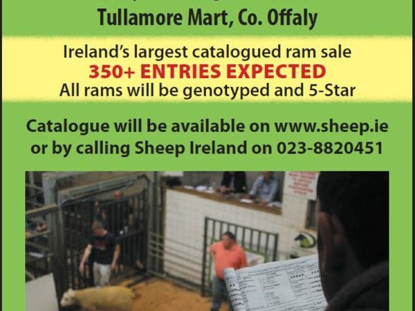 💥 Ireland Largest Catalogued Ram Sale 💥