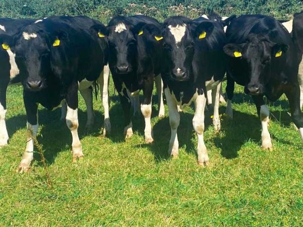 15 Br/Irish Fr Spring In Calf Heifers