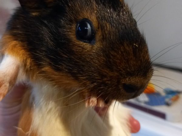 Male Guinea Pig for adoption 4months old ballymun
