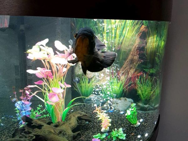 Tropical fish tank .