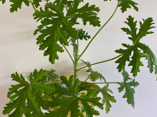 Citronella scented Geranium 🪴Mosquito Plant