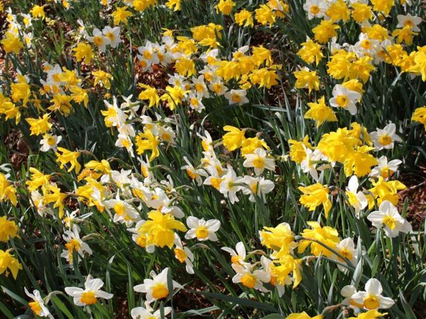 25Kg DAFFODIL MIX | NATIONWIDE DELIVERY