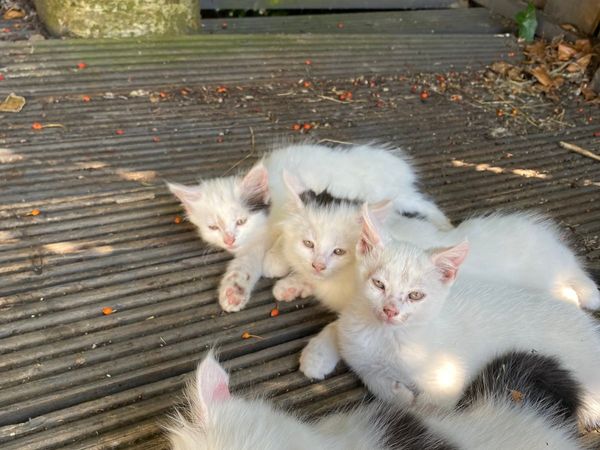 Kittens free to good home