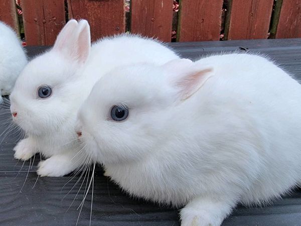 Beautiful netherland dwarf bunnies