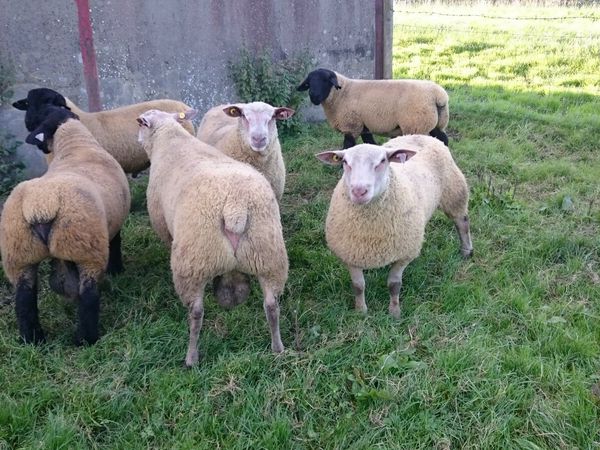 Suffolk Charollais texel ram lambs