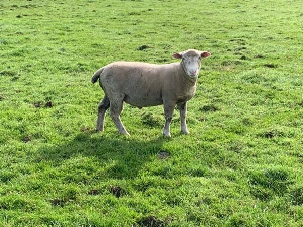 4 PBNR Dorset ram lambs