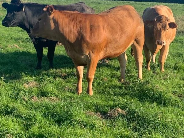 85 in calf heifers 🔥🔥🔥