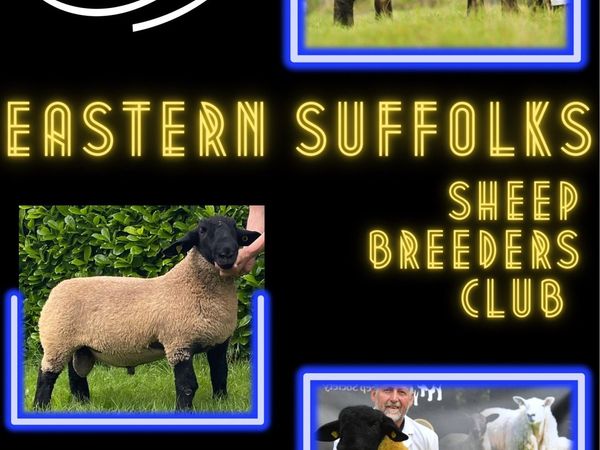 EASTERN SUFFOLK SHEEP BREEDERS CLUB
