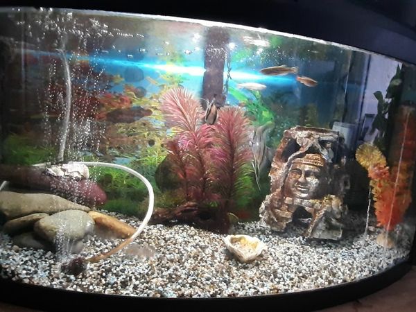 Fish tank curved front ( Including 13 fish)