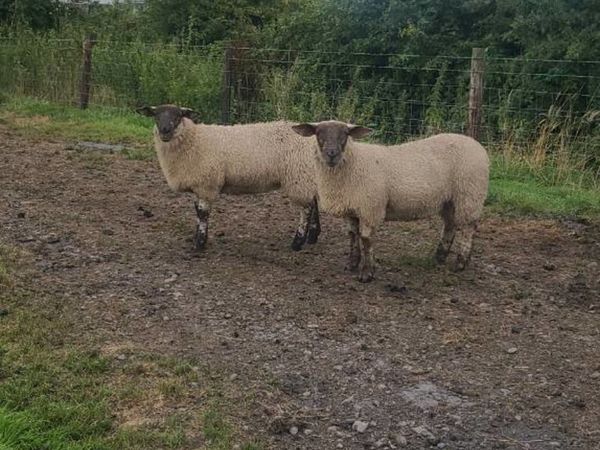 3 super suftex ewe lambs  for sale.