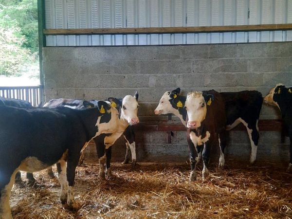 8 Hereford Heifer reared calves