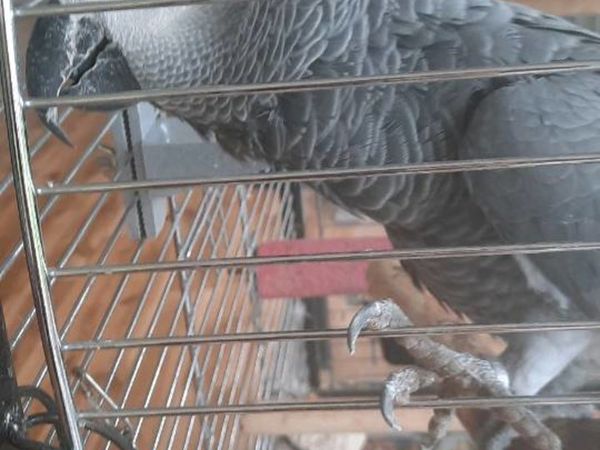 African Grey Male